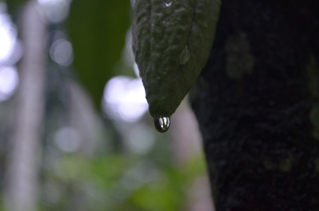 運頓多吉白菩提會-人生無常，老實修行(志烈)