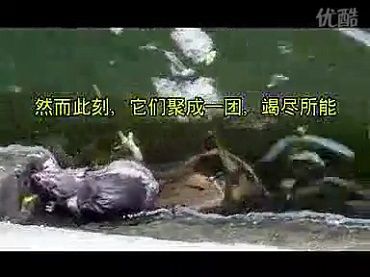 被放生的泥鳅托起水中小老鼠