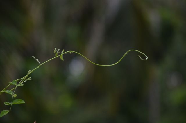 美國舊金山華藏寺-佛光展現表正法弘揚(華如)