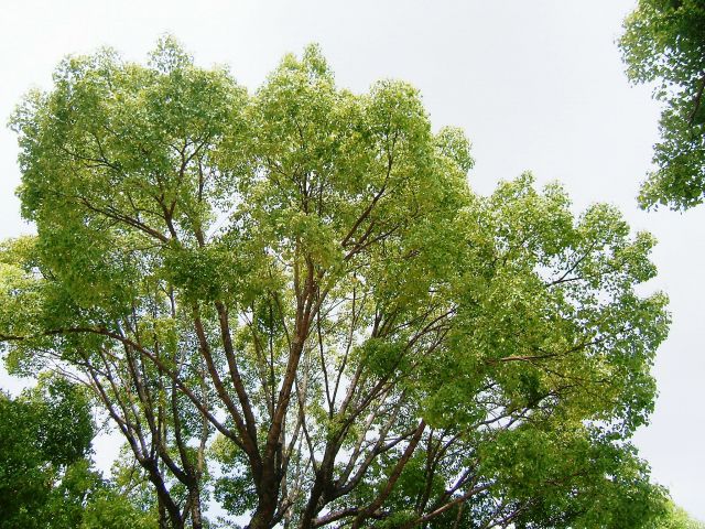 美國舊金山華藏寺-觀世音菩薩大悲心加持法會——殊勝無比 現場感應追記(十六)(機捷)