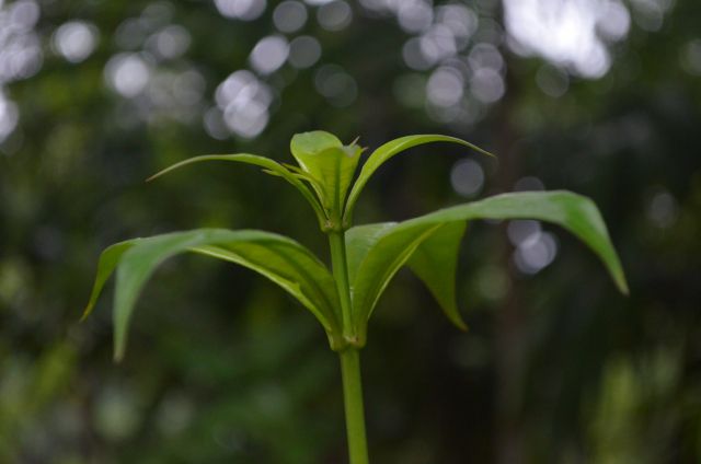 美國舊金山華藏寺-觀世音菩薩大悲心加持法會——觀世音菩薩大悲心加持法會—殊勝無比現場感應追記(雪平)