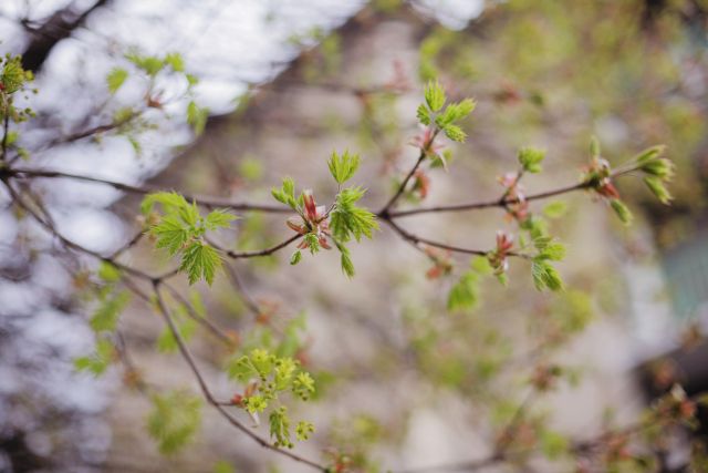 美國舊金山華藏寺-觀世音菩薩大悲加持法會 ——感言分享（三十四）(扎西達娃)