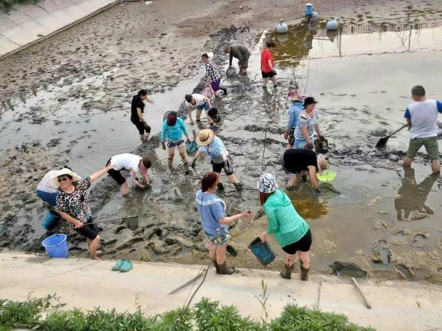 端午節，佛弟子悲心無量救蒼生、入泥塘集體救魚大放生，溫情場景感路人