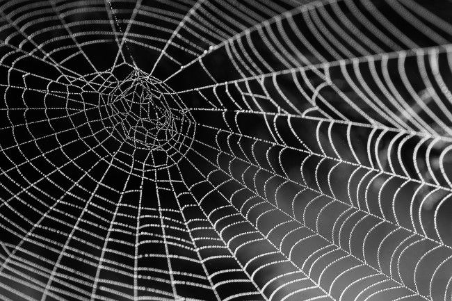 從蜘蛛網到“因果網”聯想，我們的心被什麼“網”住了？(問心)