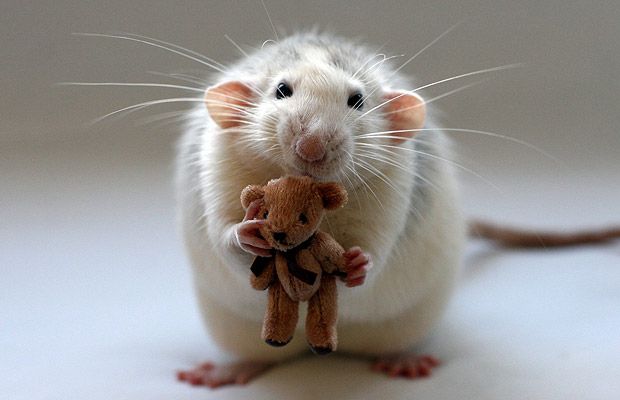 學佛之人該如何面對老鼠？看看我和小老鼠的故事(華兒)