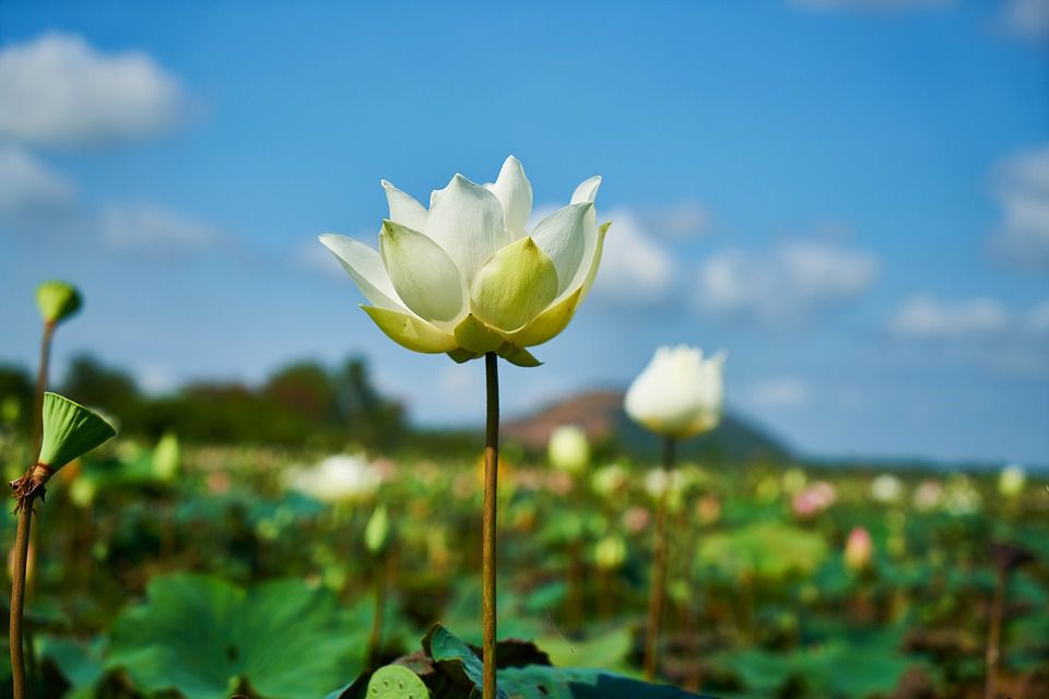 運頓多吉白菩提會-分享我的學佛修行經驗(林晏聲)