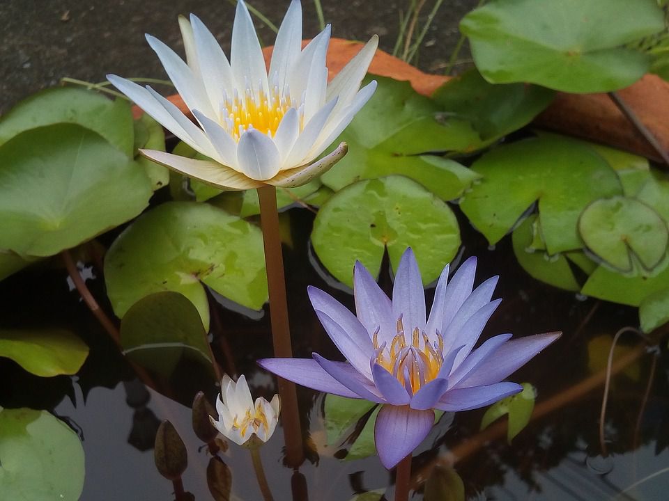 父母恩重難報，子女應何自處？(學花)