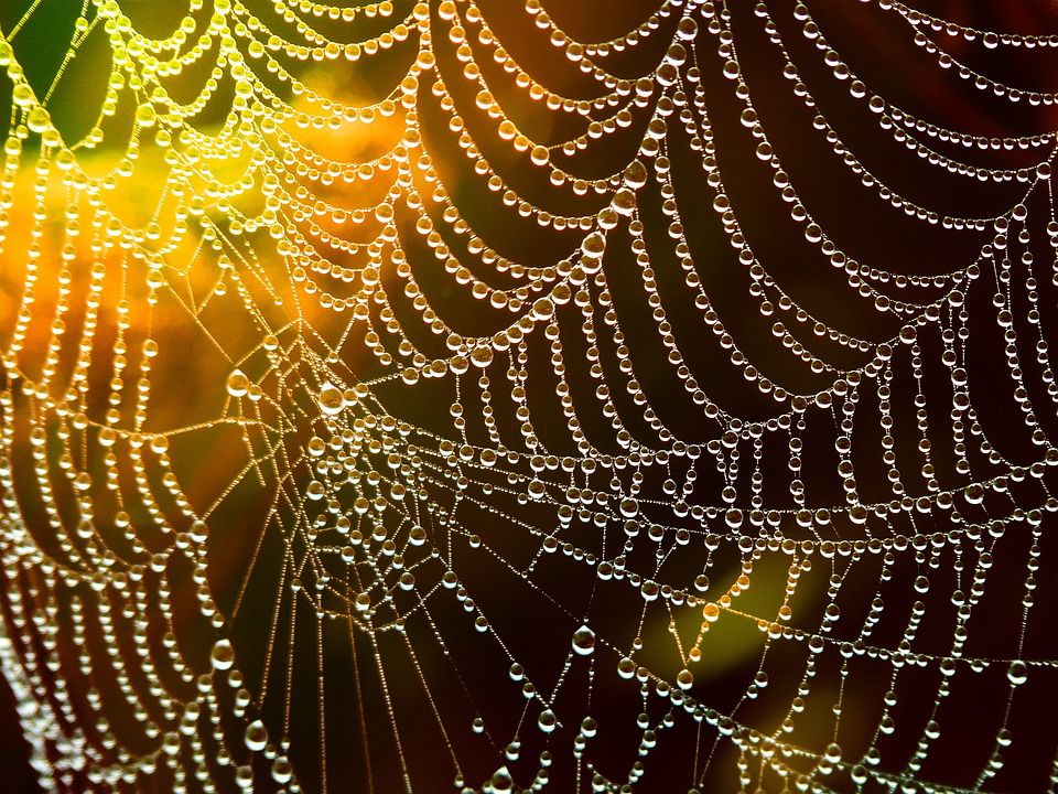 太驚歎了，我在農村長大，大而漂亮的蜘蛛網還第一次見到(雪馨)
