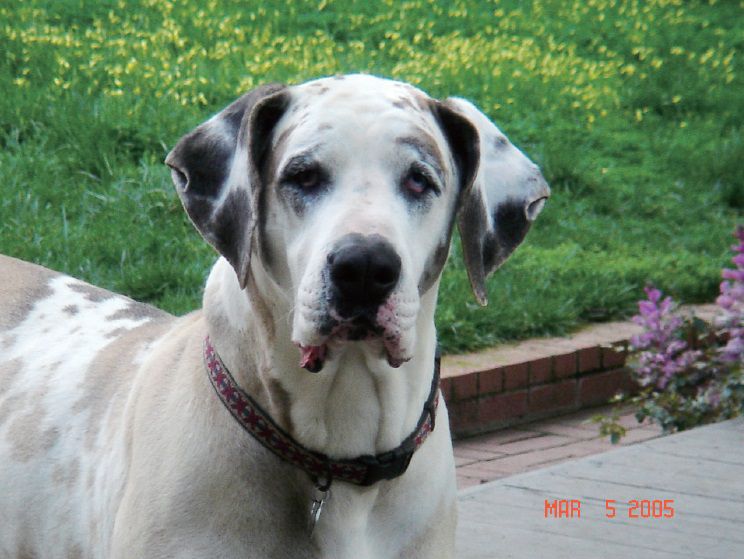 大丹狗「俊馬」護衛駐地有功，升到極樂世界了