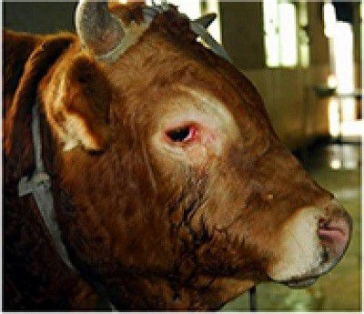 華藏學佛苑-一頭黃牛在屠宰場內跪地哭泣！屠夫們都害怕了