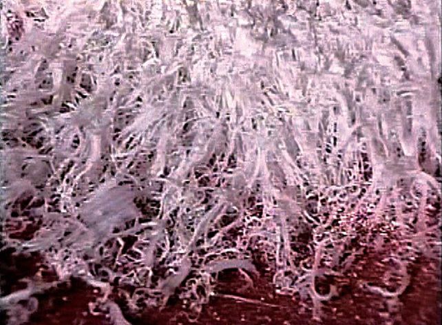 南無羌佛形變百歲，修法降下甘露與五彩舍利