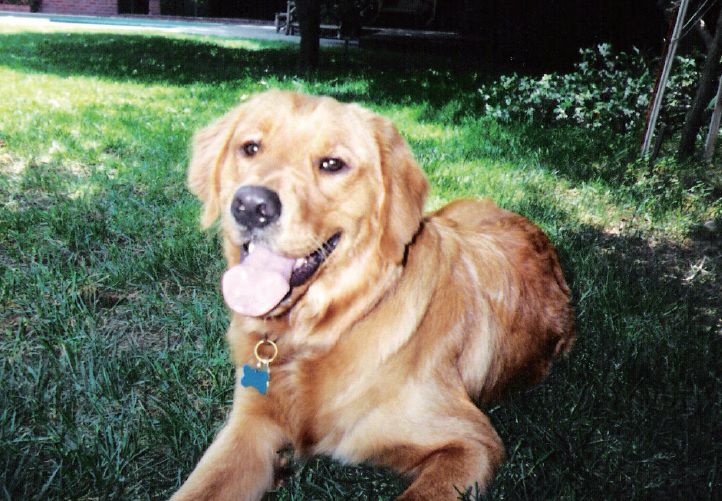 狗狗「戒本」竟然都有了預知的神通