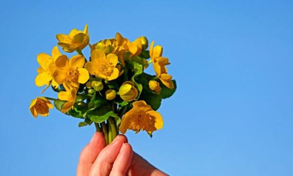 瑪倉派-賽局求勝的抉擇 —— 在世足大賽正熱之時(觀珍)