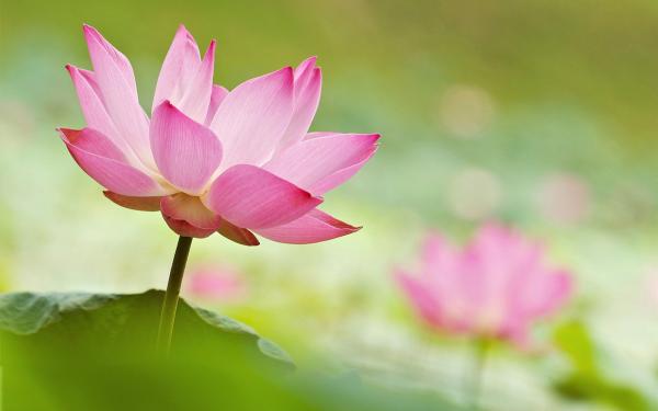 南無觀世音菩薩的慈悲加持：一場心靈淨化的殊勝之旅