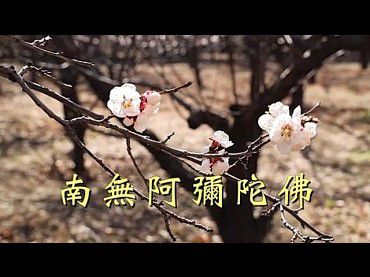 南無阿彌陀佛佛號唱誦-李娜(伏藏那瑪大師)