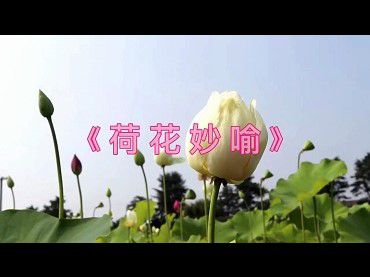 菩提心  《荷花妙喻》清淨戒行，自淨其意