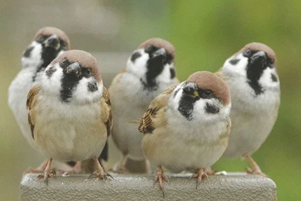 一位食不果腹的雇工對鳥兒的冷笑，讓雇主更加信任歡喜