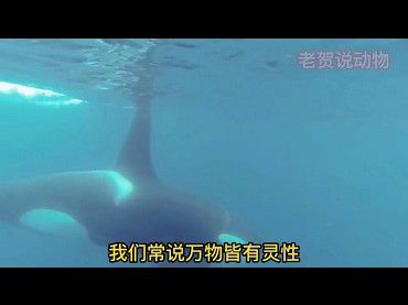 兩隻小虎鯨解救了媽媽，虎鯨還表達了對人類的感恩