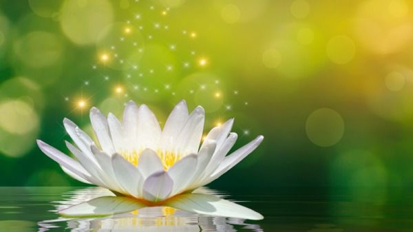 運頓多吉白菩提會-我多年聞法的心得(鍾佩婷)