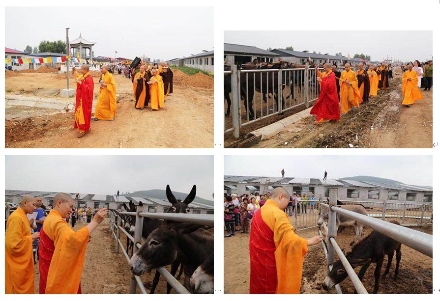 聖僧“應聲救命”，買下養殖場全部家畜奔波400公里放生(松拉)