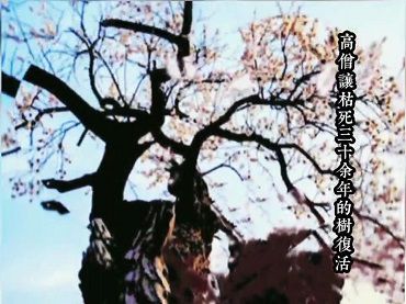 佛法聖蹟：“江西馬祖”道場龍居寺高僧--通慧大和尚讓枯死30餘年的樹復活。