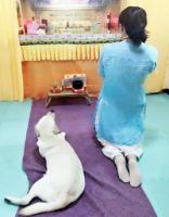 FamousdogssufferingfromcaninedistressdyingbeautymasterBuddhabeforethewishtheresultscametothedoctor(1).jpg