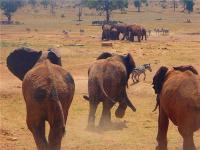 Kenyanfarmeradventure3000gallonsofwatertosavethedryareas4.jpg