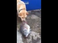 Dogsplashingwatertofish(movie).jpg