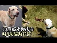 Attheendof13yearoldcancerdoglaydownhislifeDiao4kittensmainhospital(movie).jpg