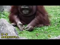 Tendercompassionorangutans(movie).jpg