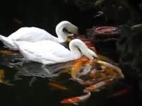 Swanfeedingfish(movie).jpg