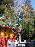 SanFranciscoHuaTsangTemple5.jpg