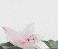 GuardianGallery082.gif