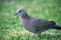 animal-136.jpg