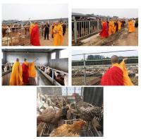 theholymonkboughtallthelivestock6.jpg